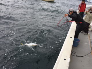 メジロ釣り　呑ませ　泳がせ釣り