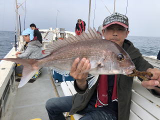 淡路島　釣り船　鯛釣り　鯛サビキ　明石鯛