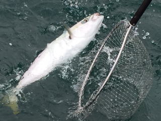 活き餌イカで呑ませ釣り