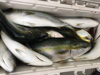 呑ませ釣り　青物釣果