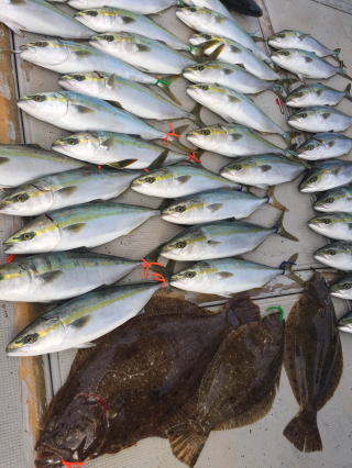 青物 ヒラメ 釣果