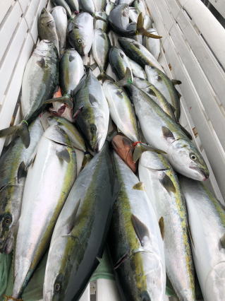 爆釣り　呑ませ釣り　泳がせ釣り青物　ブリ　メジロ