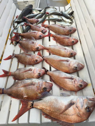 鳴門鯛釣り　鳴門タイ釣り