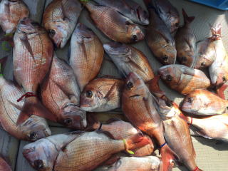 小豆島 真鯛釣り