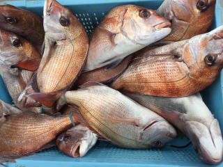 小豆島　真鯛釣り