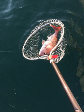 鯛サビキ　鳴門海峡