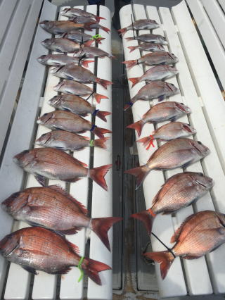 ゴールデンウィーク GW 鯛釣り 明石鯛 明石海峡