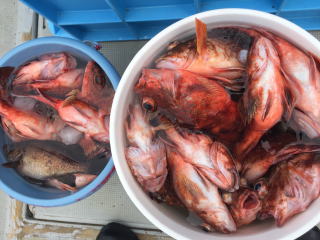 根魚 ガシラ釣り
