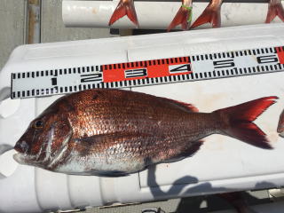 大鯛釣り 爆釣