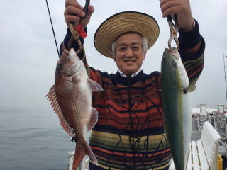 真鯛釣り爆釣り 鯛サビキ 明石鯛