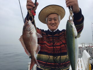 真鯛釣り爆釣り　鯛サビキ　明石鯛