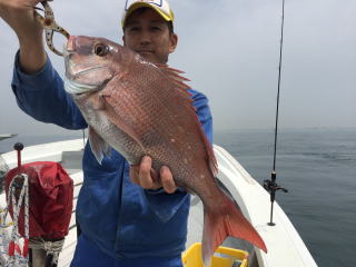 真鯛釣り爆釣り　鯛サビキ　明石鯛