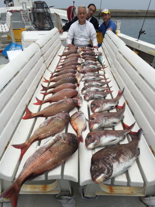 真鯛釣り爆釣り釣果 鯛サビキ 明石鯛