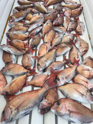 真鯛サビキ 明石鯛釣り 爆釣り