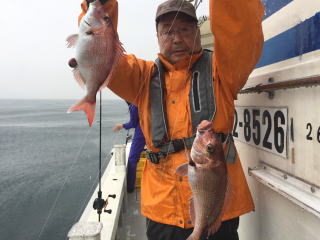 明石鯛　真鯛サビキ　鯛釣り