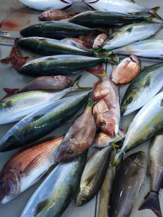 青物 真鯛釣果