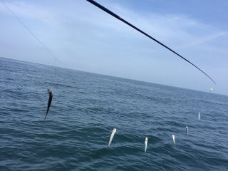喰わせサビキ イワシの落とし込み 泳がせ釣り