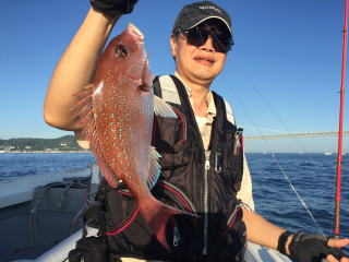 イワシの落とし込み 喰わせ釣り 真鯛 青物 鰤