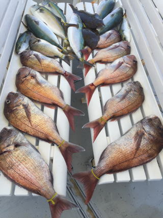喰わせサビキ イワシの落とし込み 鯛 メジロ ヒラメ イサギ