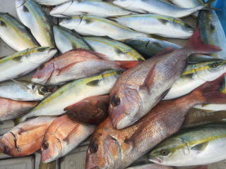 釣果 イワシの泳がせ釣り　喰わせサビキ釣り　落とし込み