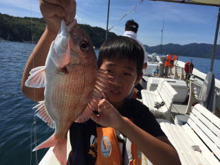 イワシの泳がせ釣り 喰わせサビキ釣り 落とし込み