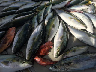 釣果 イワシの泳がせ釣り 喰わせサビキ釣り 落とし込み