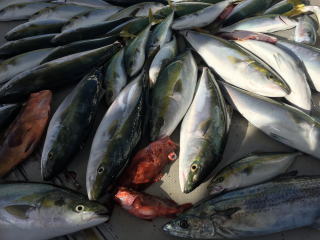 釣果　イワシの泳がせ釣り　喰わせサビキ釣り　落とし込み