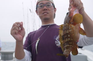 喰わせサビキ　アコウ