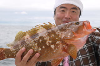 鰯の泳がせ釣りアコウ