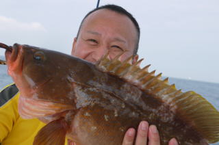 イワシの落とし込みアコウ