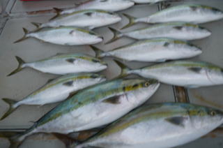 青物　鰤　メジロ　釣果