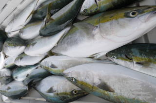 ブリ　鰤　釣果