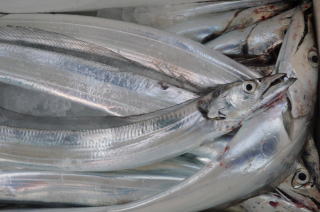 太刀魚釣果