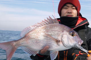 鯛　明石　釣り