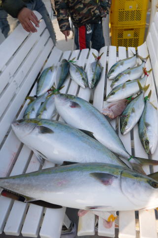 ブリ ハマチ釣果