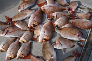 タイ釣り釣果