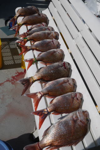 真鯛釣果　鳴門海峡