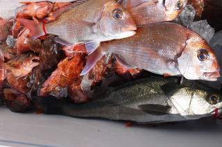 大物 根魚