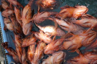 ガシラ カサゴ釣り