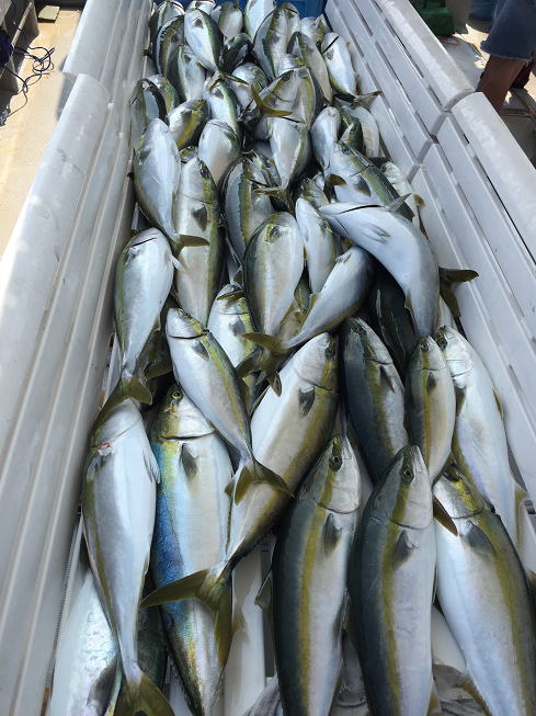 淡路島　釣り船　淡路市　釣り船　兵庫県　釣り船　関西　釣り船鯛釣り