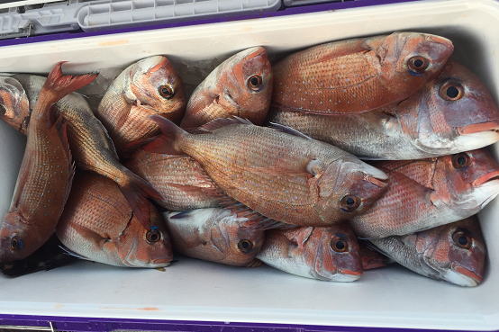 真鯛釣果